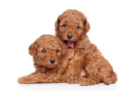 Toy poodle puppies (1 month) on a white background