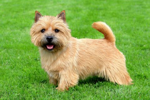 The typical Norwich Terrier on a green grass lawn
