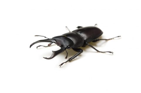 Stag Beetle-Dorcus rectus, on white background..