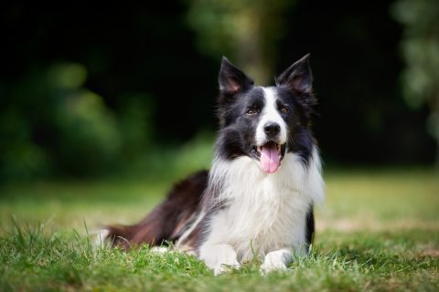 Border collie taking a rest