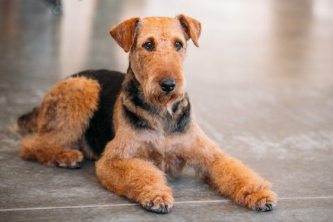 Brown Airedale Terrier Dog Close Up