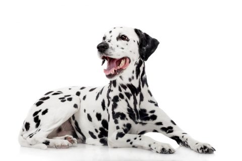 Dalmatian dog, isolated on white