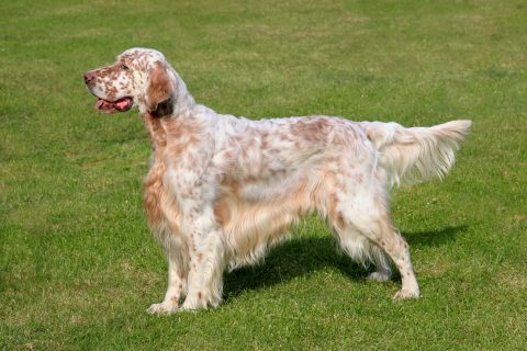 English Setter on a green grass lawn