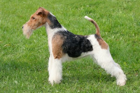 Show position Fox Terrier Wire dog