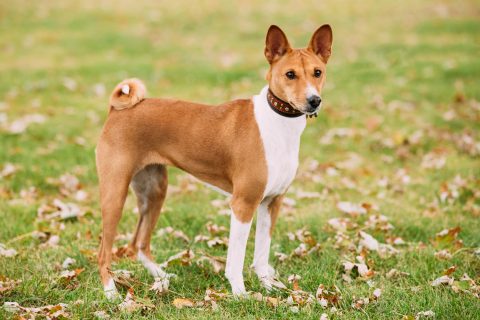 Basenji Kongo Terrier Dog. The Basenji Breed Of Hunting Dog