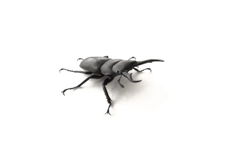 Stag beetle( Dorcus rectus) isolated on white background.