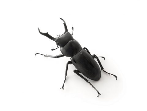 Stag beetle( Dorcus rectus) isolated on white background.