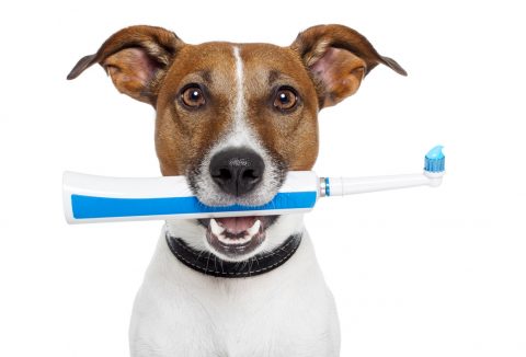 dog with a blue and white electric toothbrush