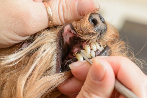 dog grooming, brushing teeth