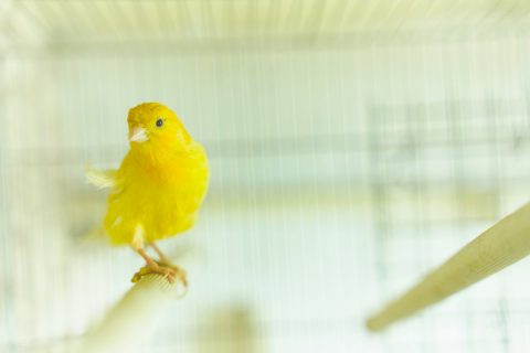 Canary sit and swing in the cage