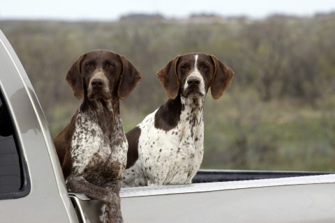 German Shorthaired Pointers Hunting Bird Dogs in Pick-Up Brown Liver