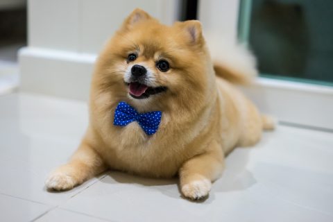 pomeranian dog cute pets short hair style in home, Selective focus.