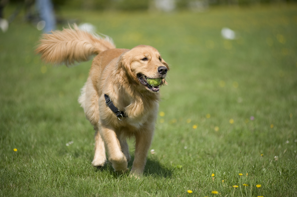 犬のしっぽまとめ しっぽの持つ役割は 動かし方で感情がわかる しっぽの形状も合わせて紹介 Pepy