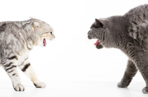 two cats in a conflict and isolated on white