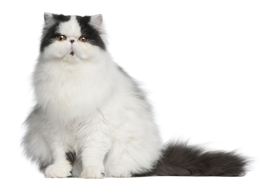 愛猫がデブねこかどうかの測定法 肥満の原因 ダイエット方法 Pepy