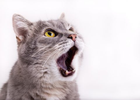 猫の嘔吐 胃液や血は病気 黄色は 吐く原因と症状まとめ Pepy