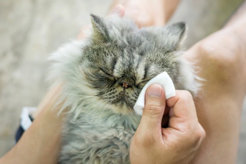 man-cleaning-eye-of-a-gray-striped-persian-cat-picture-id867676192
