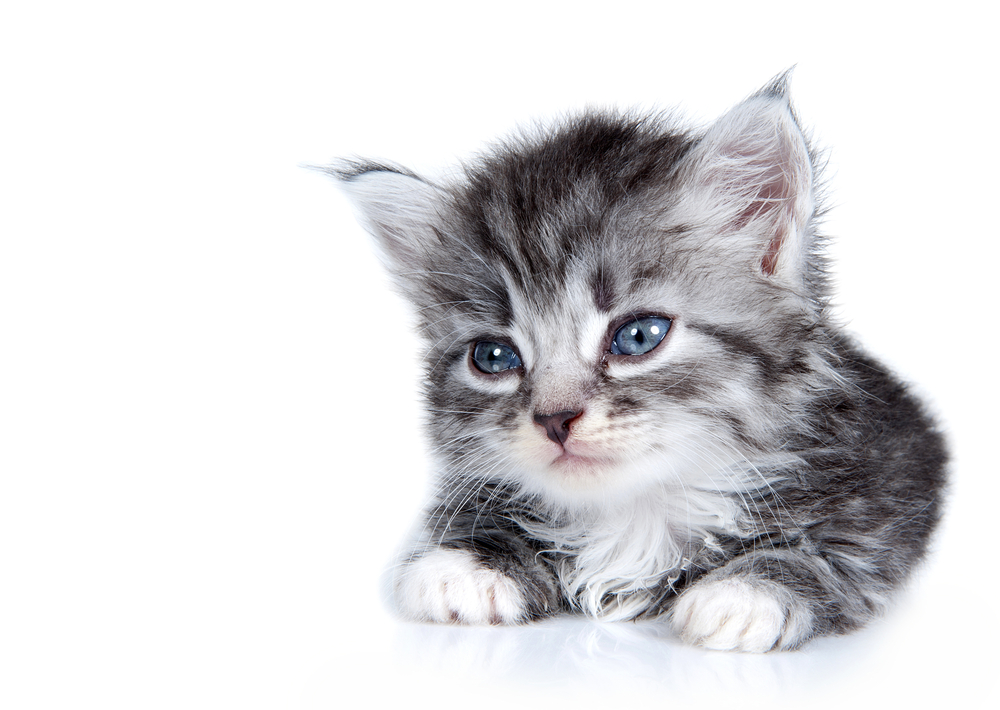 可愛い を猫に感じる理由や猫あるある おすすめの検索キーワード Pepy