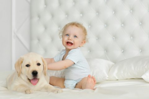 犬と赤ちゃんは同居できるのか メリットやコツ 準備すること 同居後のケア Pepy