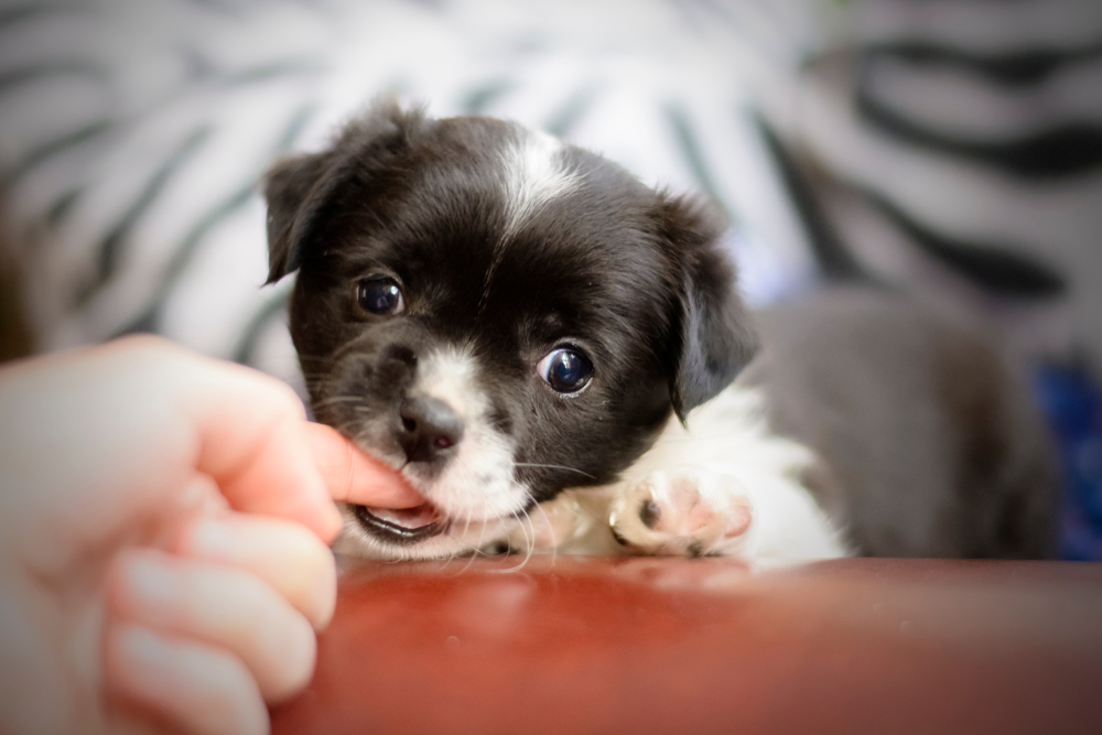 犬に噛まれた際の対処法や治療費 保険の適用 ケガや病気 Pepy