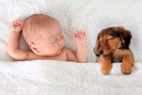 犬と赤ちゃんは同居できるのか メリットやコツ 準備すること 同居後のケア Pepy