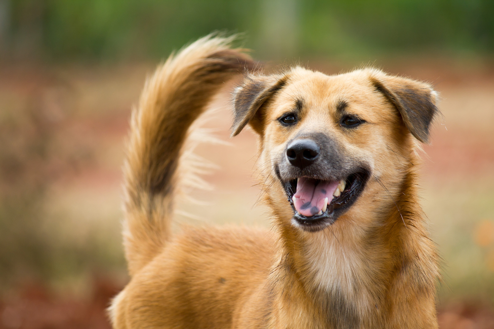 雑種犬の特徴 飼う際の注意点 探し方 飼育方法 Pepy
