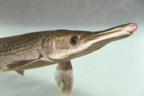 アリゲーターガーの生態や分布 大きさ 餌 釣り方 飼育方法 Pepy