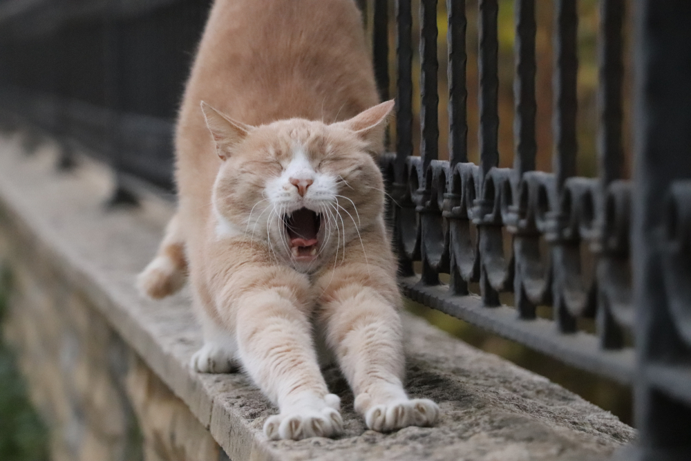 猫があくびをする意味は 口臭があるときの注意点 対策も Pepy