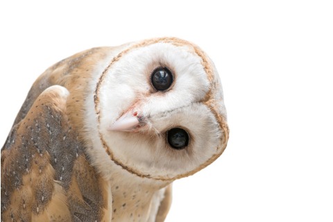 common-barn-owl-isolated-picture-id513644074