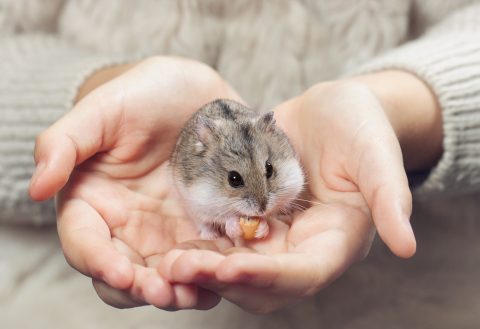 the child holds in his hands a hamster.