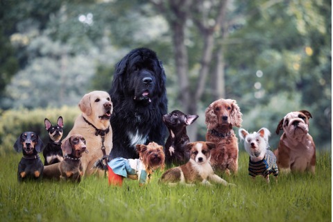many-different-breeds-of-dogs-on-the-grass-picture-id874937848 (1)