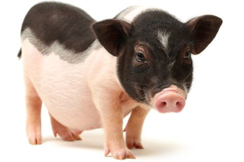 pet-baby-pig-isolated-on-white-background-picture-id675221264