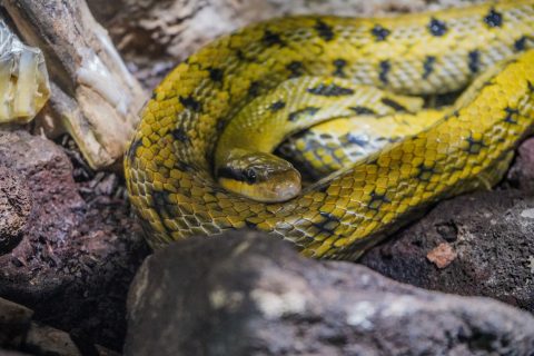 Beauty rat snake