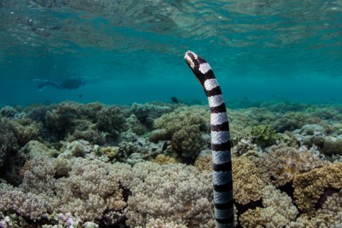 Banded Sea Krait and Coral Reef