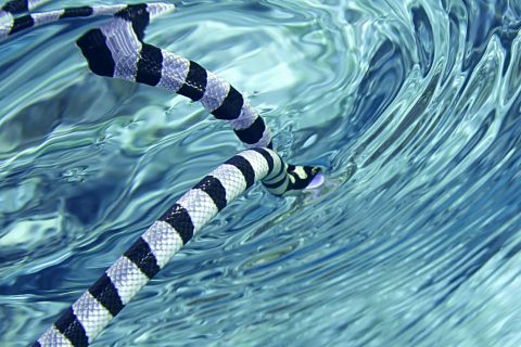 Sea snake,