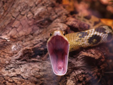 Rat snake (Elaphe taeniura) ready to attack