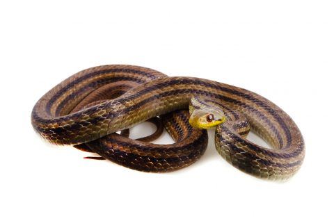 Japanese Striped Snake-Elaphe quadrivirgata
