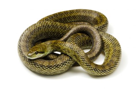 Japanese Rat Snake-Elaphe climacophora