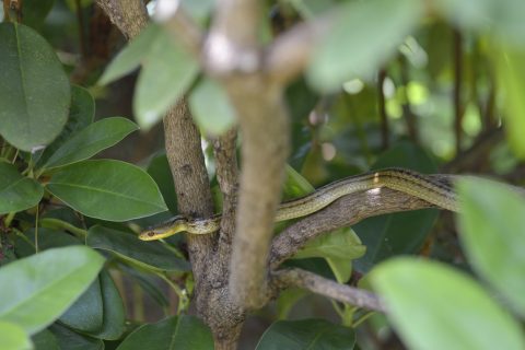 Japanese striped snake (Elaphe quadrivirgata) on tree