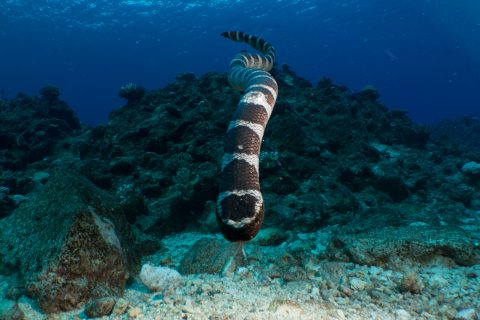 Sea Snake Head-On
