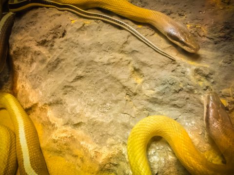Closeup of Cave Dwelling Snake (Elaphe taeniura ridleyi)
