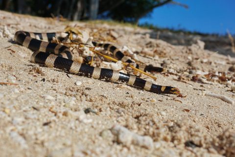 Sea snake banded sea krait Laticauda colubrina