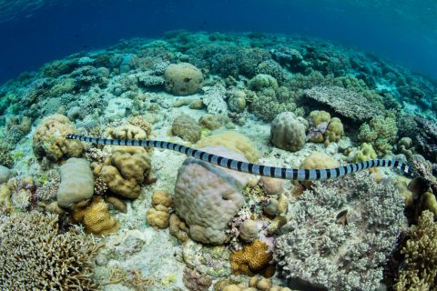 Banded Sea Snake and Coral Reef