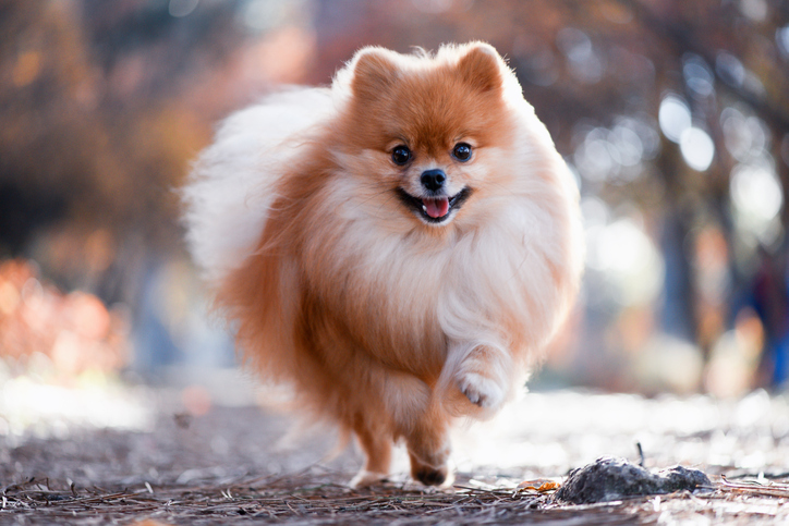 A beautiful dog runs through the bright autumn forest, the Spitz