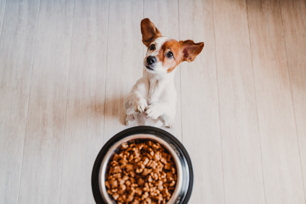 ご飯を待つ犬の画像