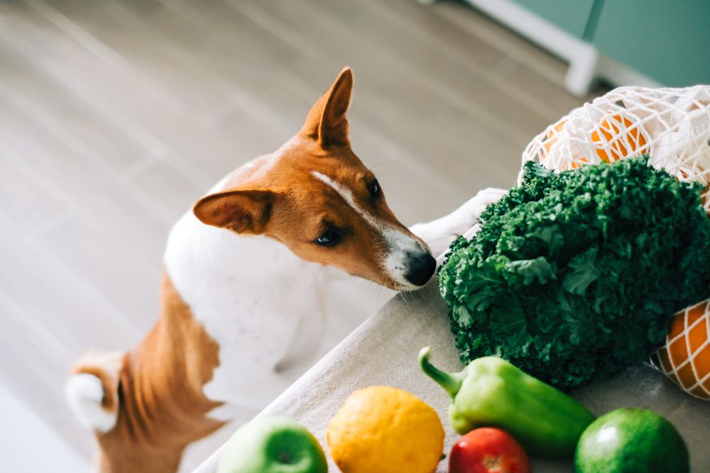 犬と食材のイメージ画像