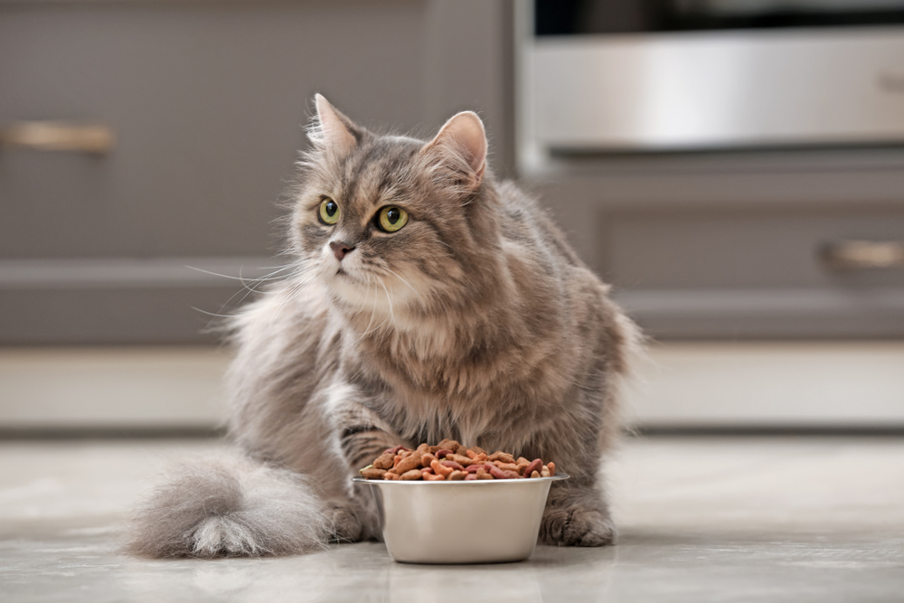 ご飯を食べる猫の画像