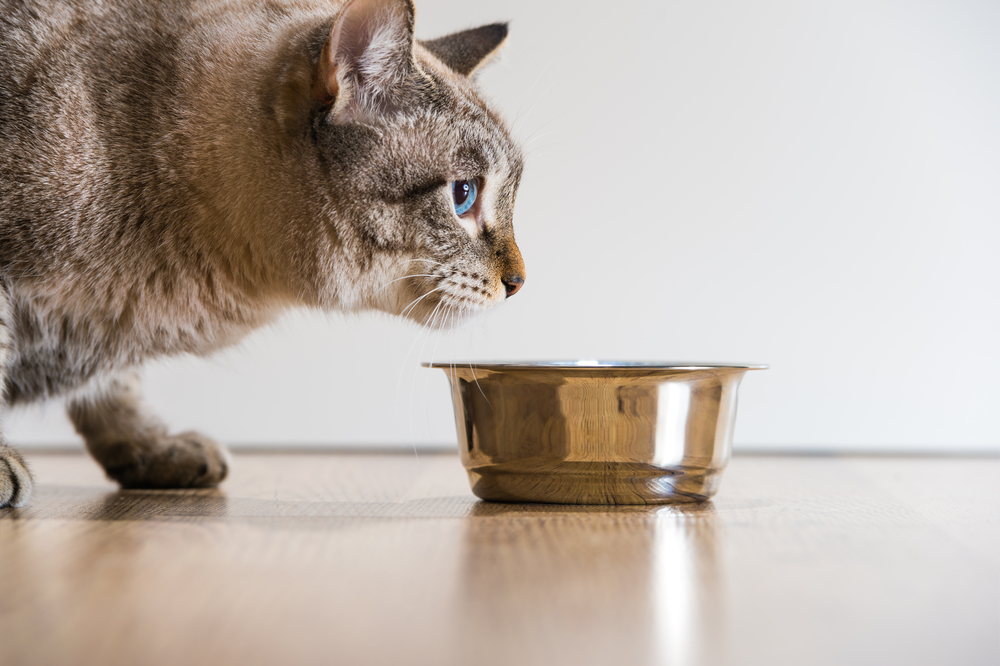 ご飯を食べようとする猫のイメージ画像