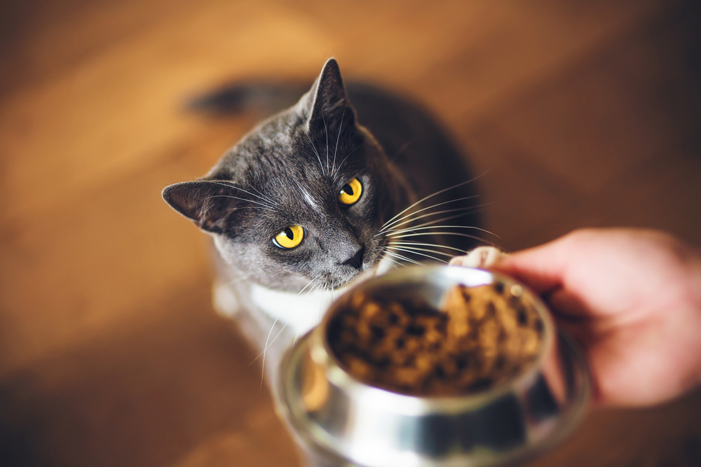 ご飯を待つ猫のイメージ画像