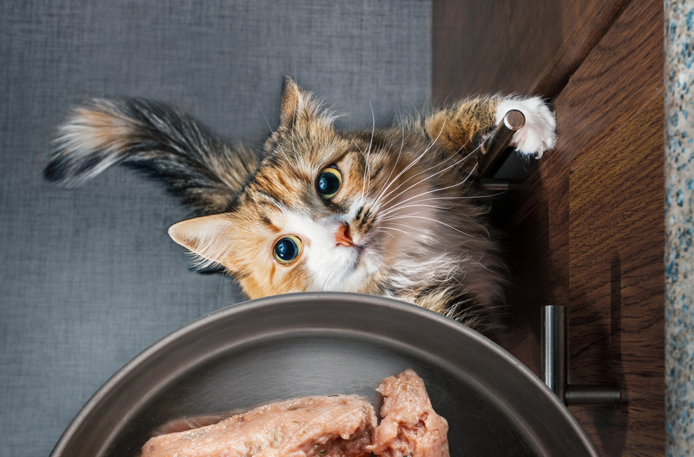 猫がご飯をねだるイメージ画像